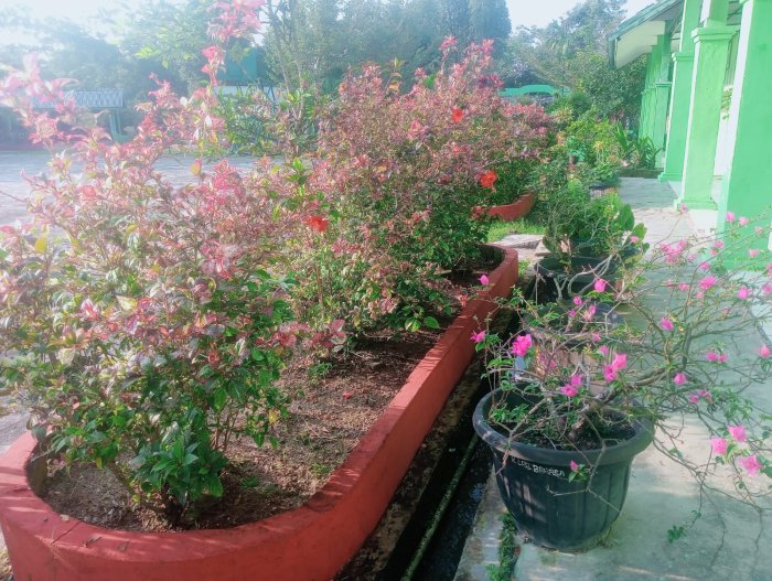 MTSN 4 Batanghari Hadirkan Taman Asri yang Menyejukkan untuk Siswa.