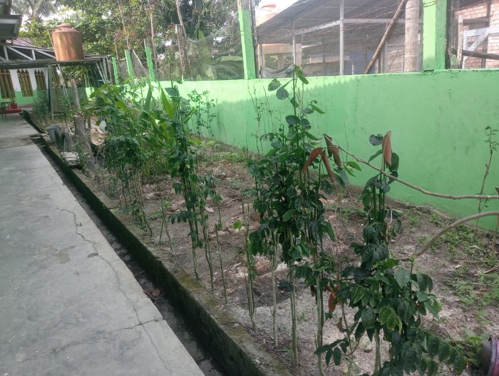 Manfaatkan Lahan Belakang Ruang Guru untuk Budidaya Sayur Manfaatkan Lahan Belakang Ruang Guru untuk Budidaya Sayur