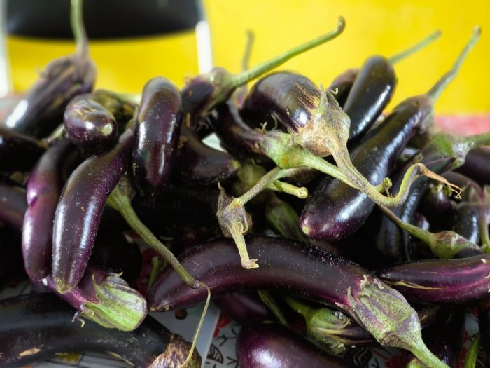 6 Manfaat Buah Terong, MTsN 4 Batang Hari Tak Hentinya Panen 6 Manfaat Buah Terong, MTsN 4 Batang Hari Tak Hentinya Panen