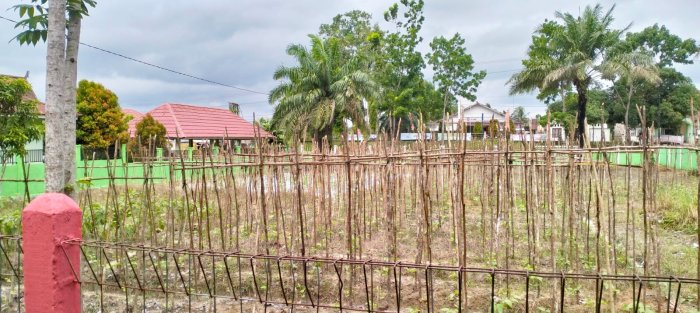 Lanjaran Kacang Panjang  yang kokoh untuk Panen Melimpah di Lahan AP Kitela