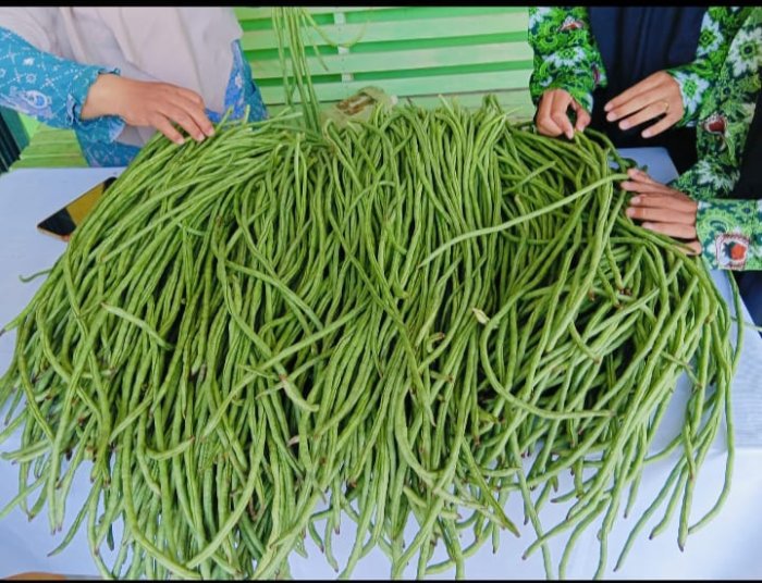 AP KITELA Semangat Berkebun, Panen Kacang Panjang Capai 45 Kg AP KITELA Semangat Berkebun, Panen Kacang Panjang Capai 45 Kg