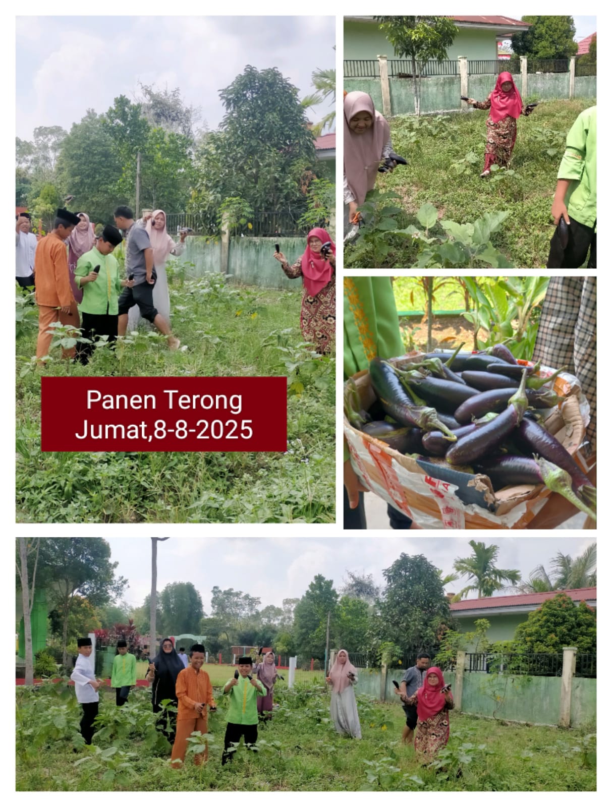 PANEN TERONG DI MTsN 4 BATANG HARI: WUJUD NYATA PROGRAM KERJA AGEN PERUBAHAN KITELA