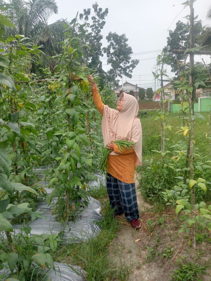 Wakasis Luangkan Waktu di Minggu Pagi,Panen Kacang Panjang Bersama AP KITELA
