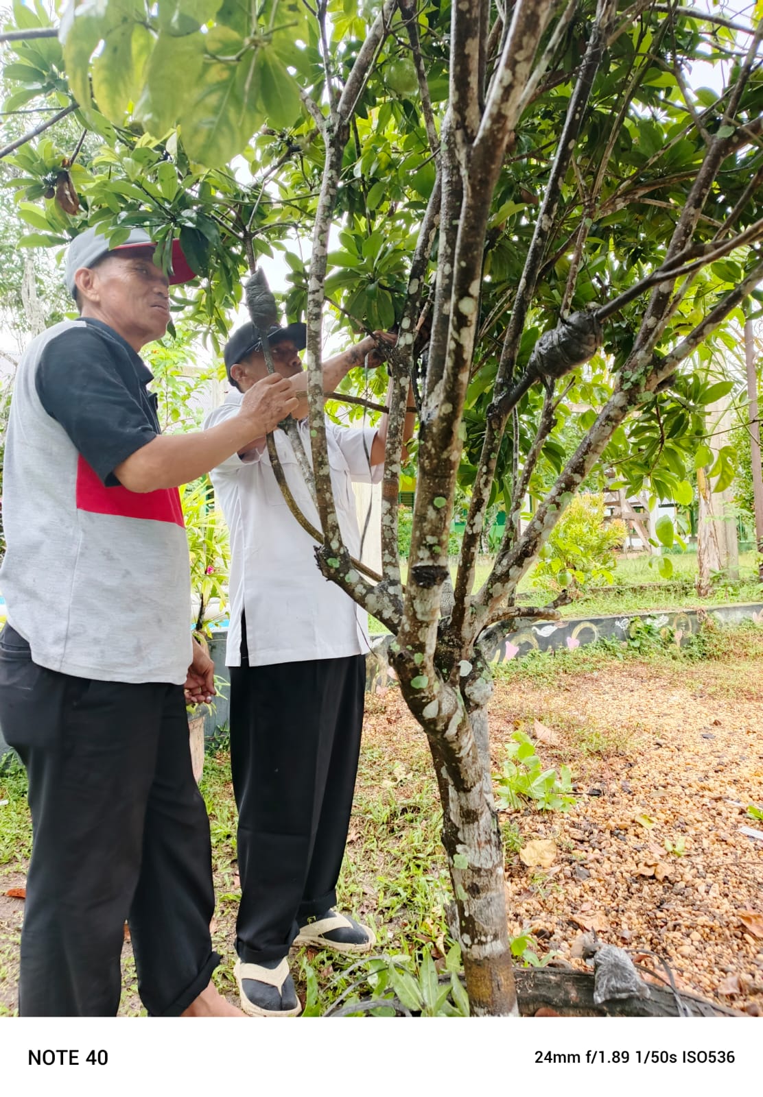 Hari Bumi Sedunia, Kepala Madrasah MTsN 4 Batanghari Galakkan Budidaya Tanaman Buah