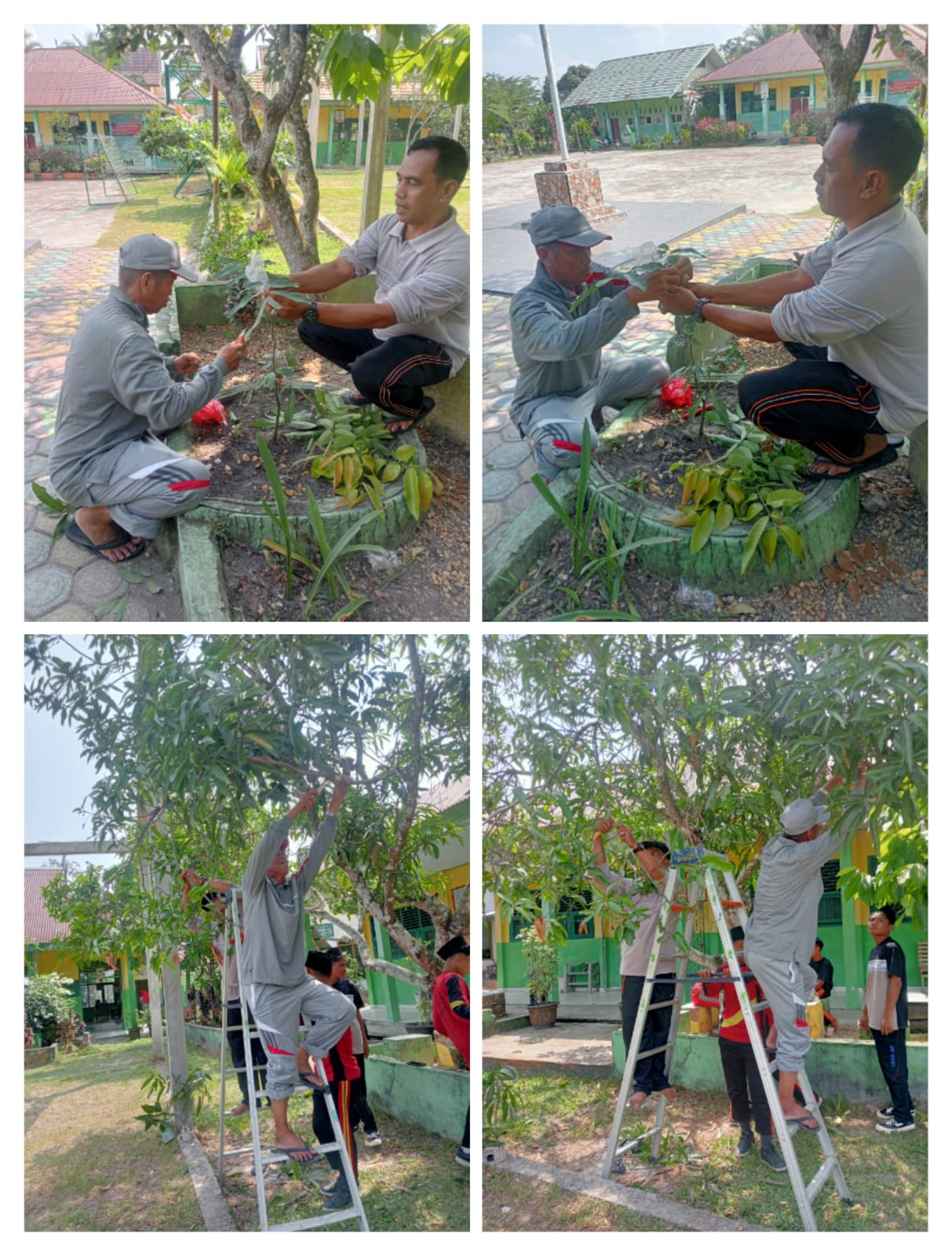 GTK MTsN 4 Batanghari melakukan Penyambungan Tanaman dalam Rangka Memperingati Hari Anak Nasional