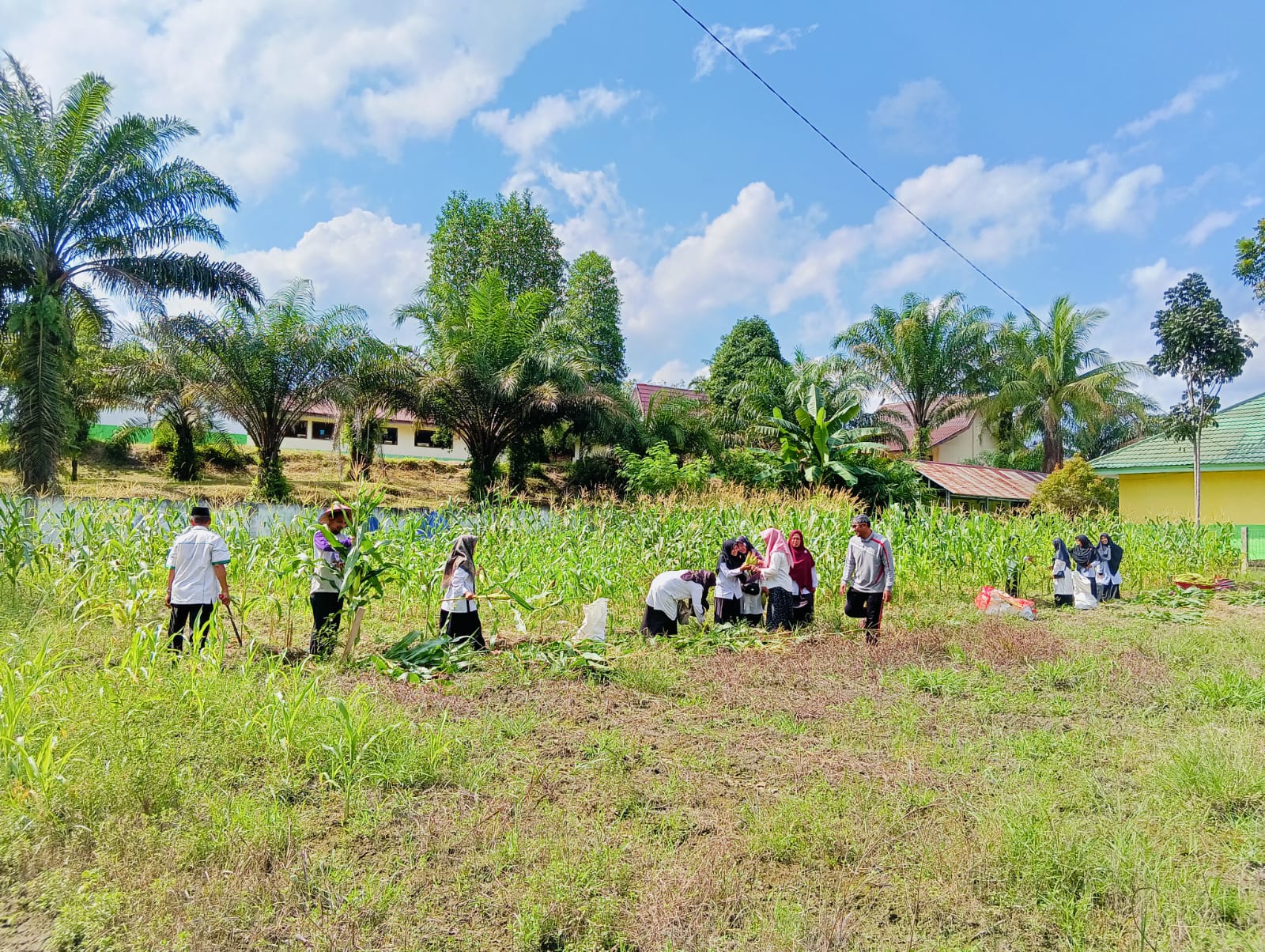 Panen Perdana Jagung  di Lahan Kitela MTsN 4 Batang Hari berbuah manis 