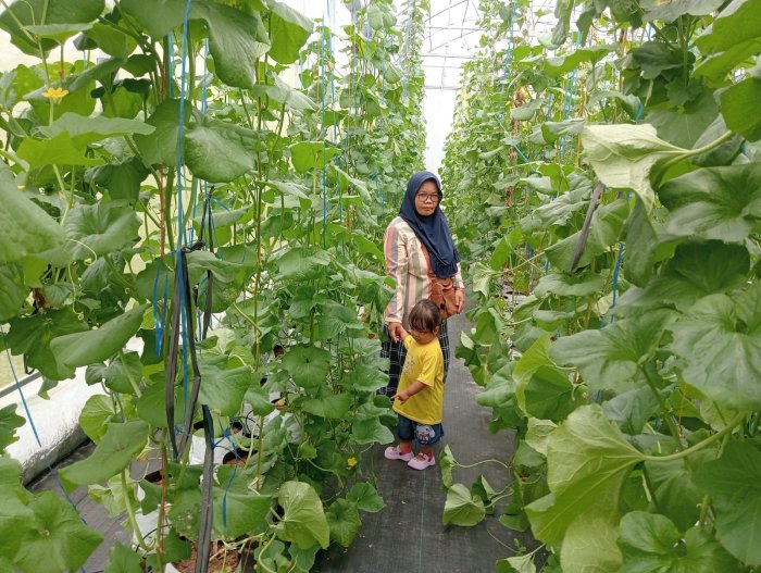 Waka Kesiswaan MTsN 4 Batanghari Manfaatkan Libur Semester Genap dengan Kunjungi Kebun Melon Waka Kesiswaan MTsN 4 Batanghari Manfaatkan Libur Semester Genap dengan Kunjungi Kebun Melon