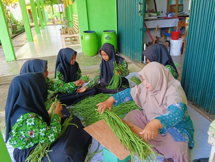 Panen Lagi AP Kitela MTsN 4 Batang Hari Hasilkan 45 Kg Kacang Panjang, Siswa Kelas 9 aktif terlibat